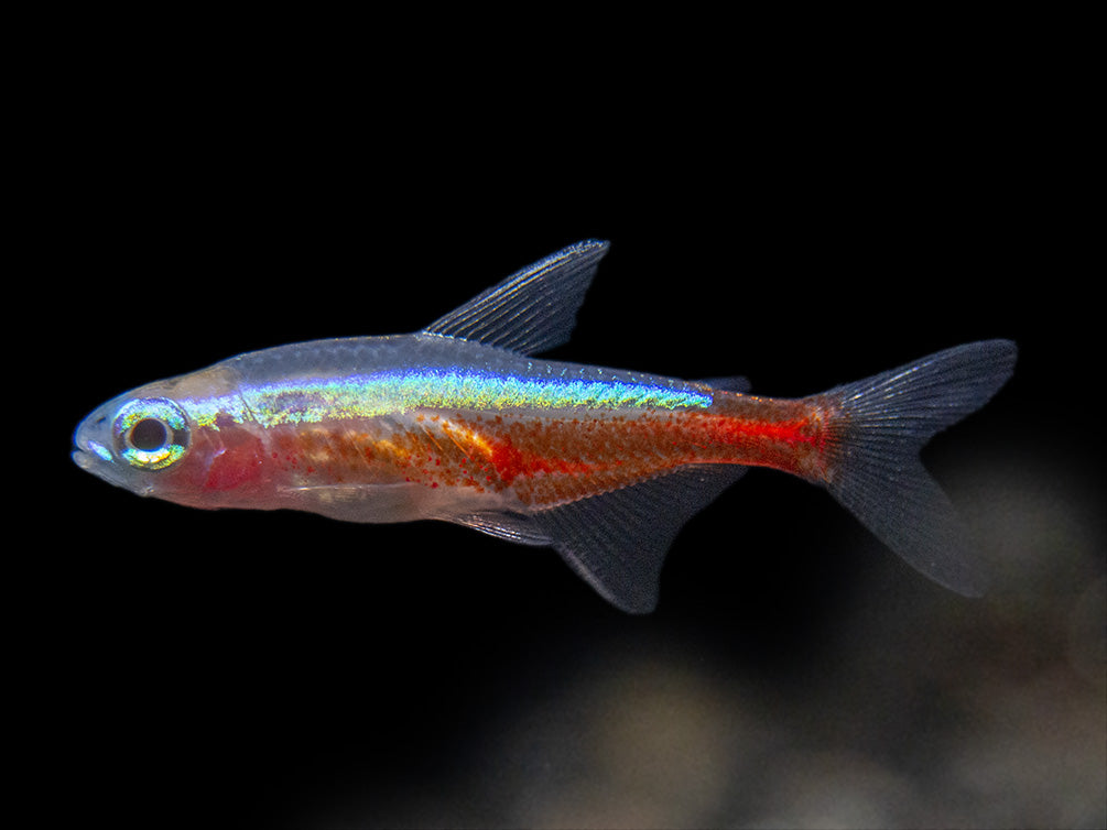 Albino Cardinal Tetra (Paracheirodon axelrodi), Tank-Bred