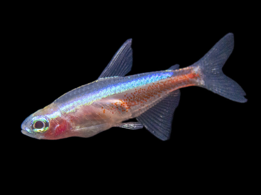 Albino Cardinal Tetra (Paracheirodon axelrodi), Tank-Bred