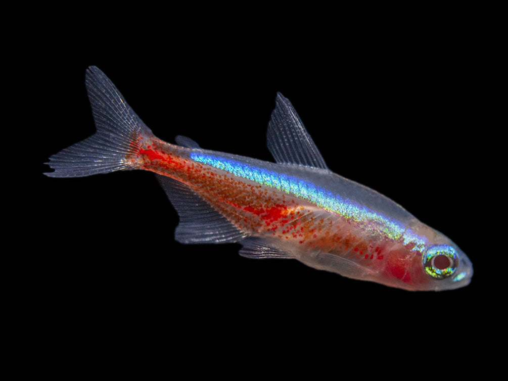 Albino Cardinal Tetra (Paracheirodon axelrodi), Tank-Bred