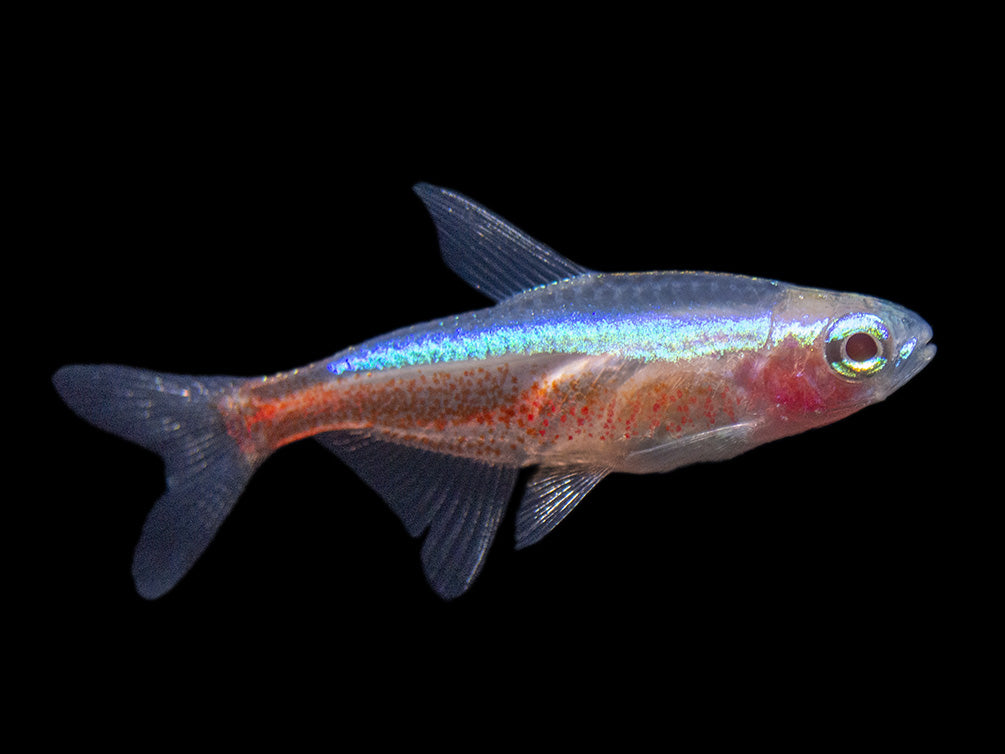 Albino Cardinal Tetra (Paracheirodon axelrodi), Tank-Bred