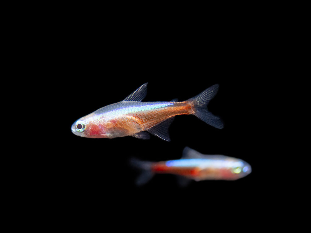 Albino Cardinal Tetra (Paracheirodon axelrodi), Tank-Bred