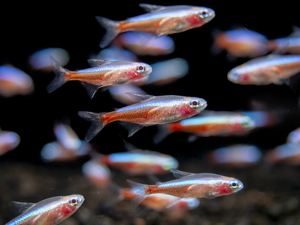 Albino Cardinal Tetra (Paracheirodon axelrodi), Tank-Bred