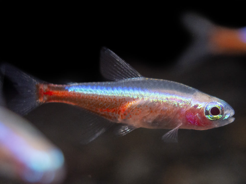 Albino Cardinal Tetra (Paracheirodon axelrodi), Tank-Bred