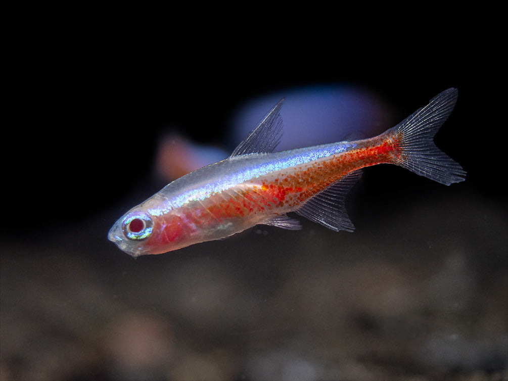 Albino Cardinal Tetra (Paracheirodon axelrodi), Tank-Bred