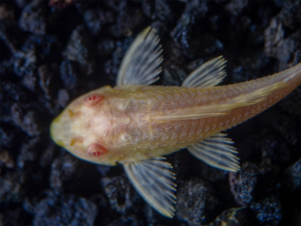 Albino Sailfin Pleco (Pterygoplichthys gibbiceps), Tank-Bred