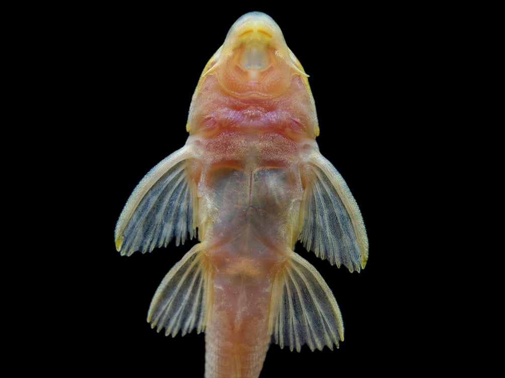 Albino Sailfin Pleco (Pterygoplichthys gibbiceps), Tank-Bred