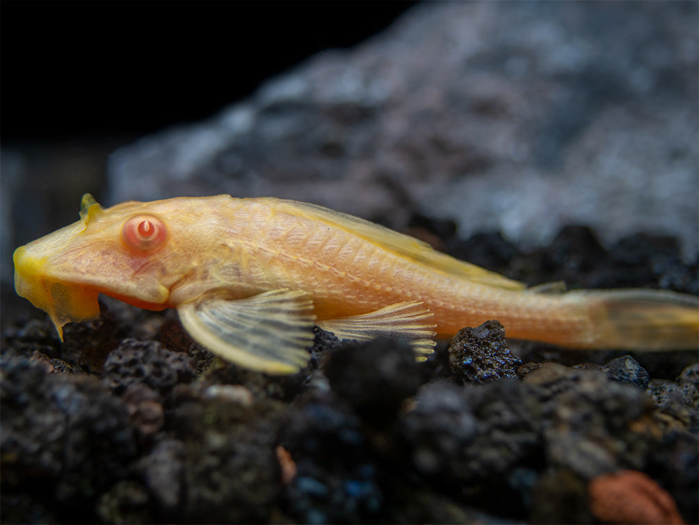 Albino Sailfin Pleco (Pterygoplichthys gibbiceps), Tank-Bred