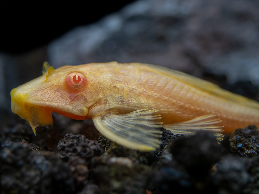 Albino Sailfin Pleco (Pterygoplichthys gibbiceps), Tank-Bred