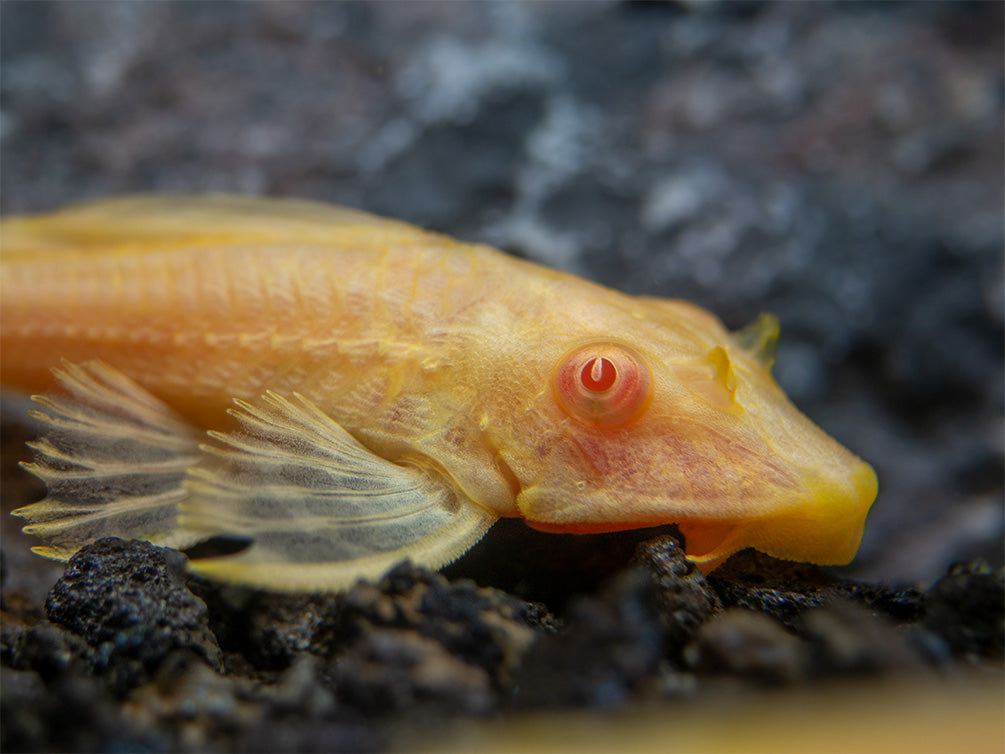 Albino Sailfin Pleco (Pterygoplichthys gibbiceps), Tank-Bred