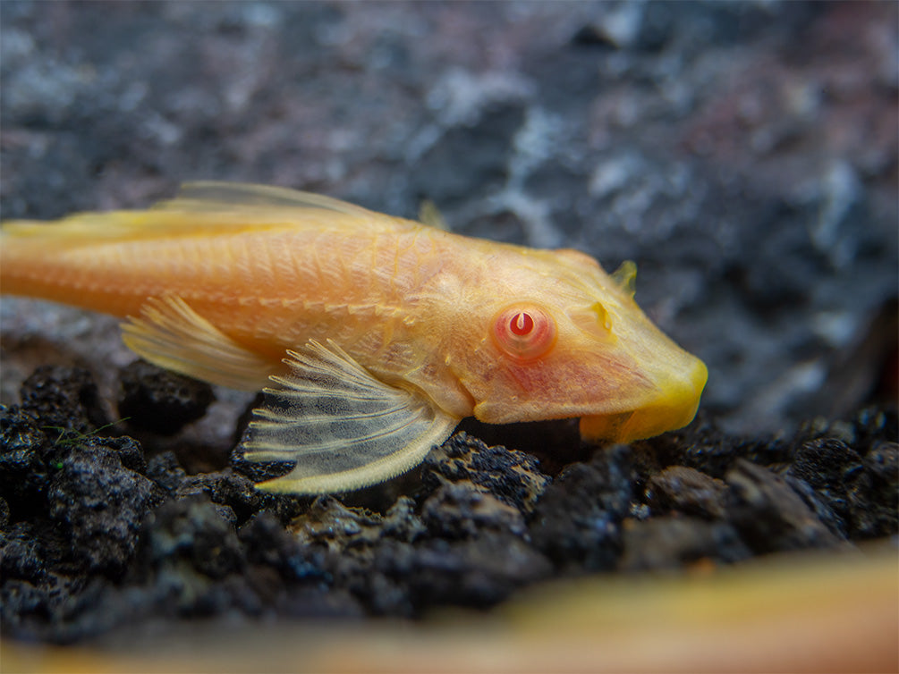 Albino Sailfin Pleco (Pterygoplichthys gibbiceps), Tank-Bred
