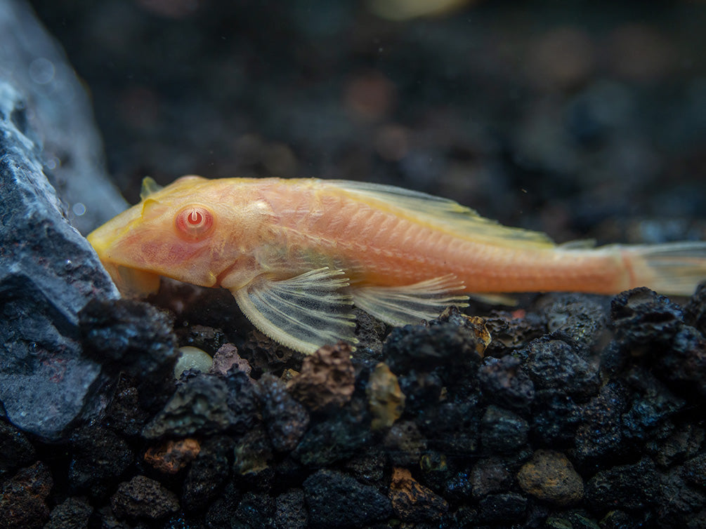 Albino Sailfin Pleco (Pterygoplichthys gibbiceps), Tank-Bred