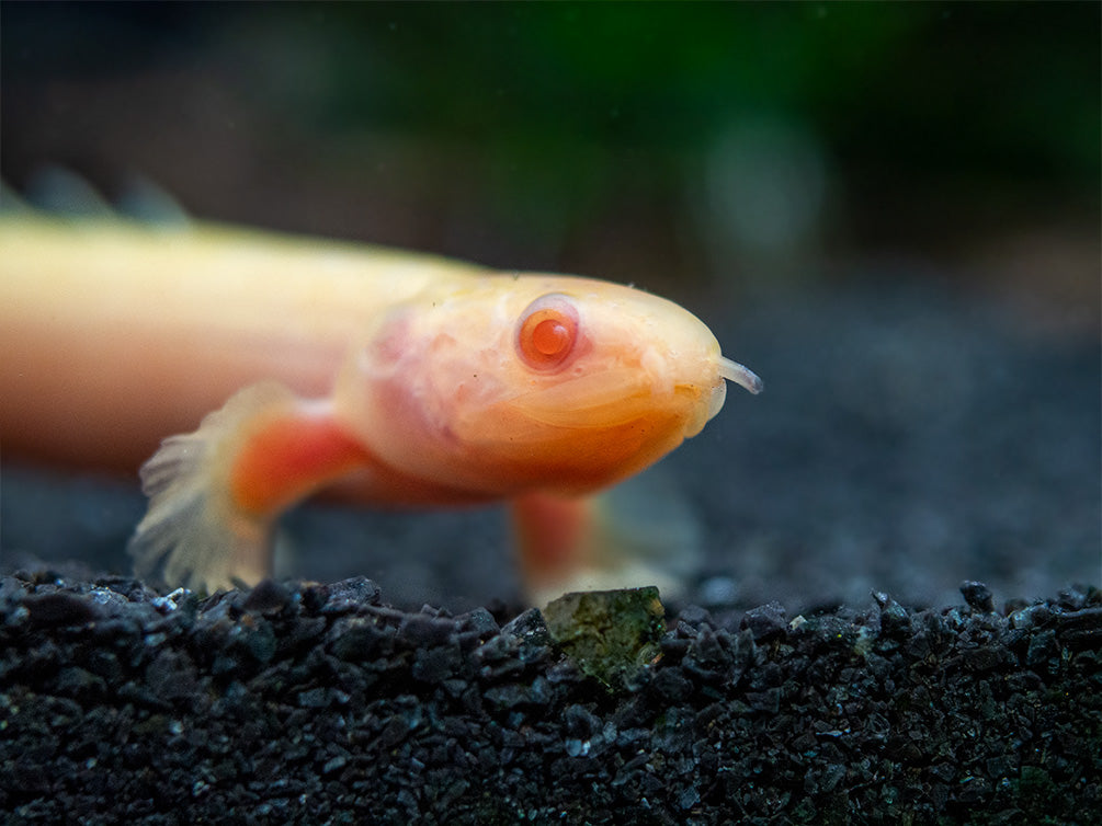 Albino Senegal Bichir (Polypterus senegalus) - Tank-Bred!