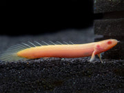 Albino Senegal Bichir (Polypterus senegalus) - Tank-Bred!