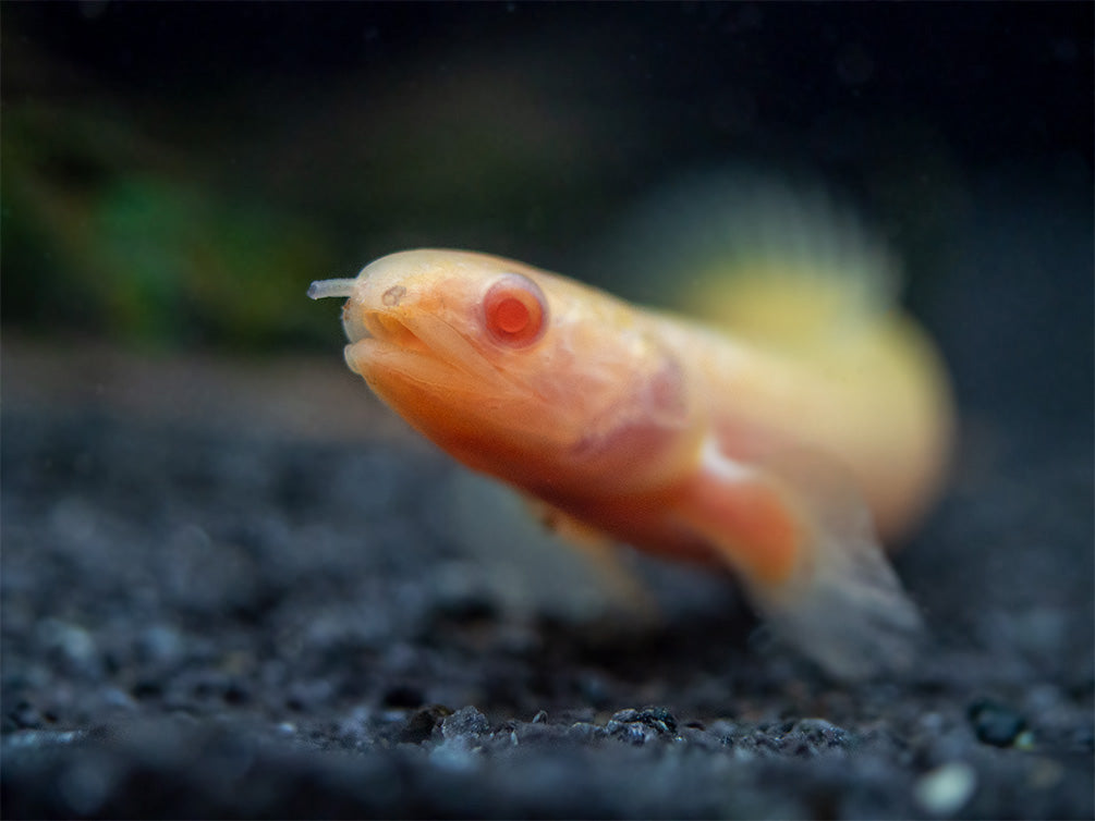 Albino Senegal Bichir (Polypterus senegalus) - Tank-Bred!