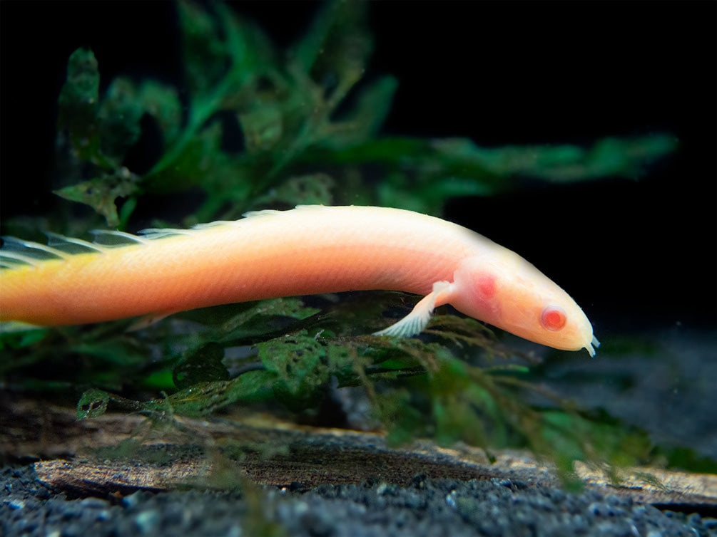 Albino Senegal Bichir (Polypterus senegalus) - Tank-Bred!