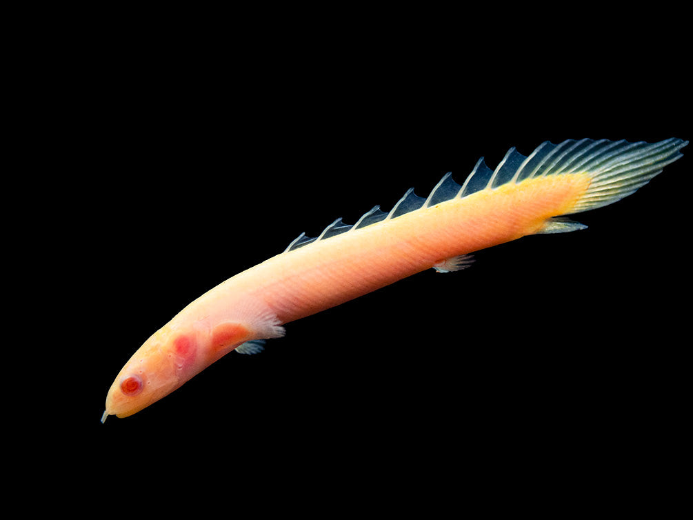 Albino Senegal Bichir (Polypterus senegalus) - Tank-Bred!