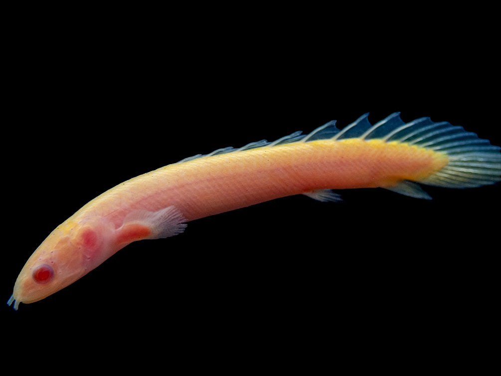 Albino Senegal Bichir (Polypterus senegalus) - Tank-Bred!