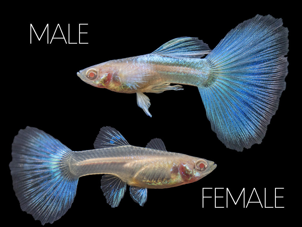 Guppy Fish Types