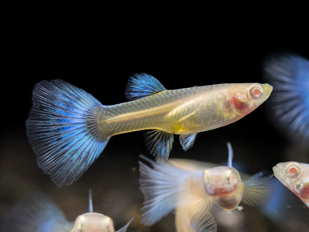 Albino Sky Blue Guppy (Poecilia reticulata), Tank-Bred!