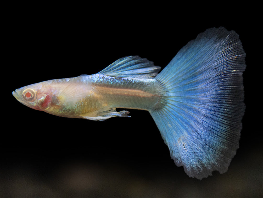 Albino Sky Blue Guppy (Poecilia reticulata), Tank-Bred!