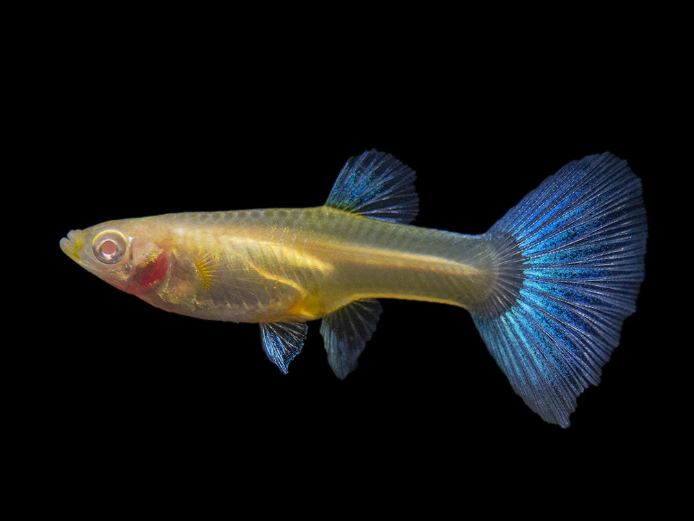 Albino Sky Blue Guppy (Poecilia reticulata), Tank-Bred!