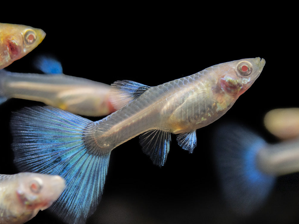 Albino Sky Blue Guppy (Poecilia reticulata), Tank-Bred!