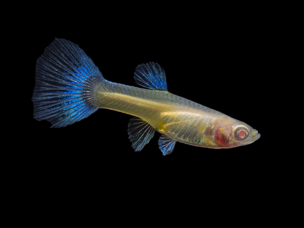 Albino Sky Blue Guppy (Poecilia reticulata), Tank-Bred!