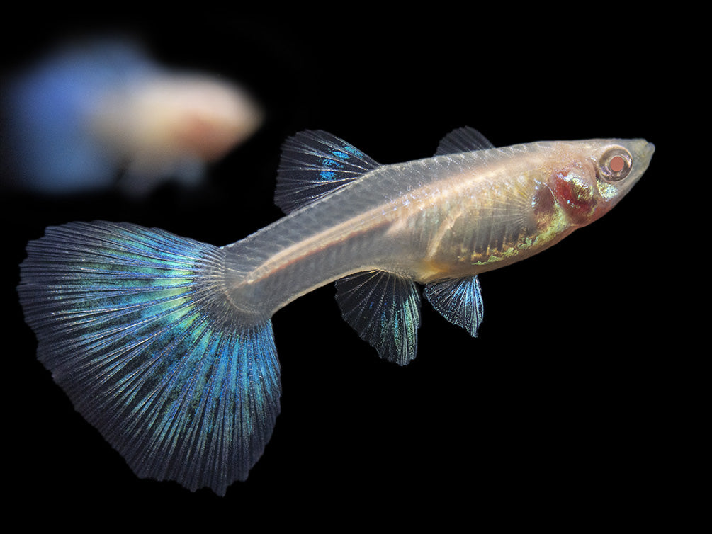 Albino Sky Blue Guppy (Poecilia reticulata), Tank-Bred!