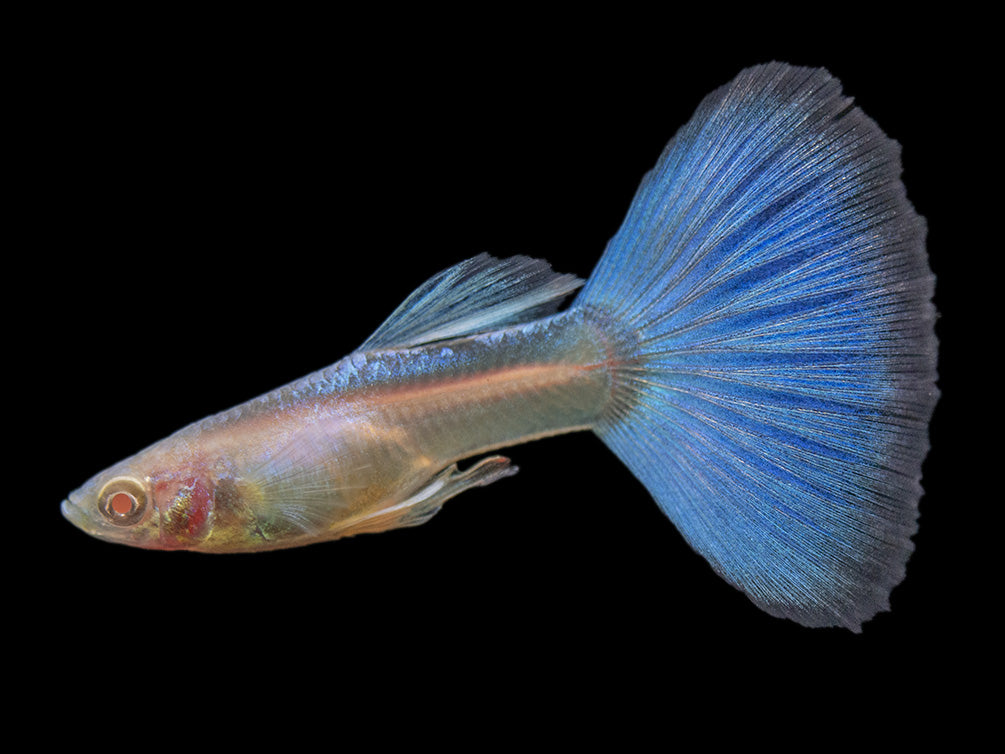 Albino Sky Blue Guppy (Poecilia reticulata), Tank-Bred!