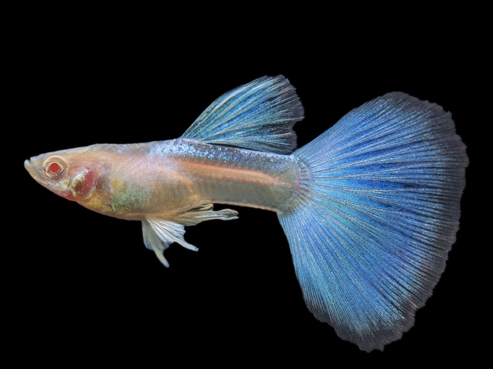 Albino Sky Blue Guppy (Poecilia reticulata), Tank-Bred!