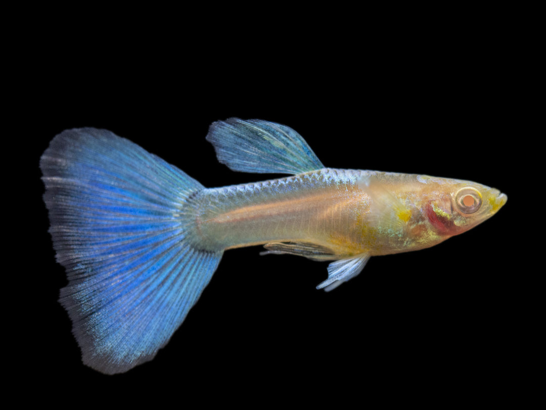 Albino Sky Blue Guppy (Poecilia reticulata), Tank-Bred!