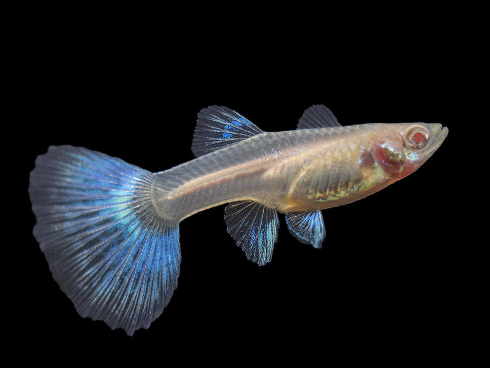 Albino Sky Blue Guppy (Poecilia reticulata), Tank-Bred!