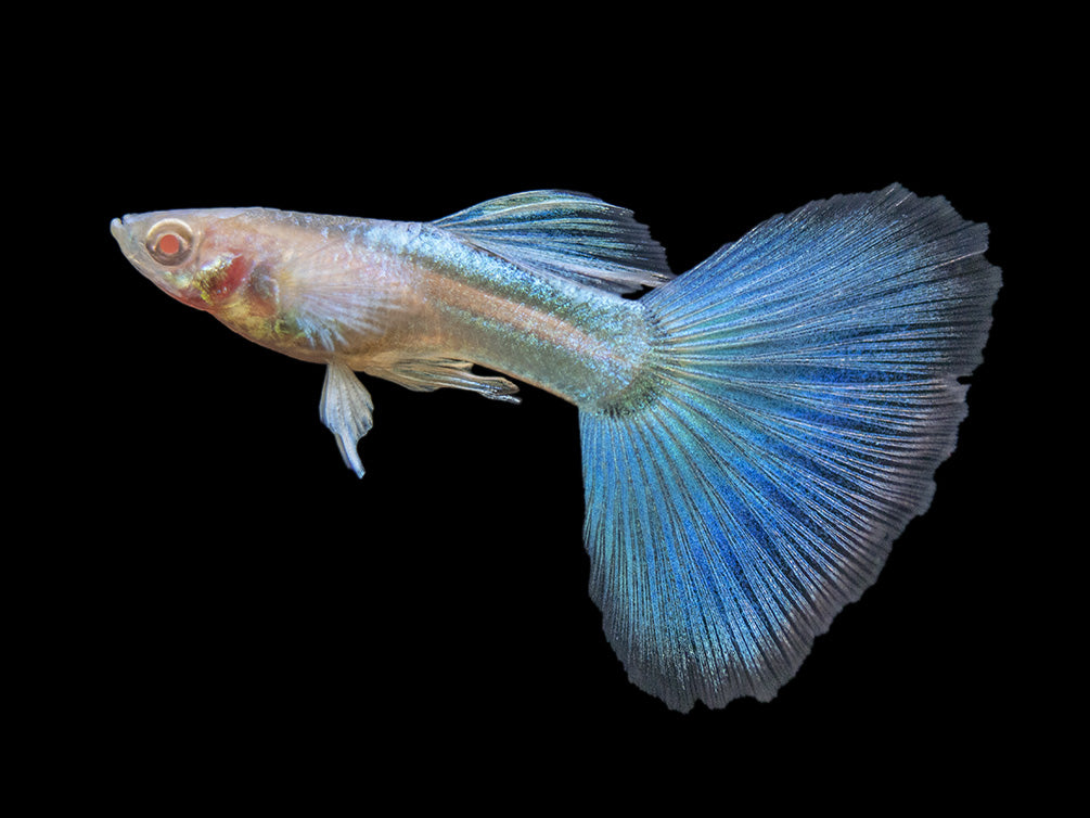 Albino Sky Blue Guppy (Poecilia reticulata), Tank-Bred!