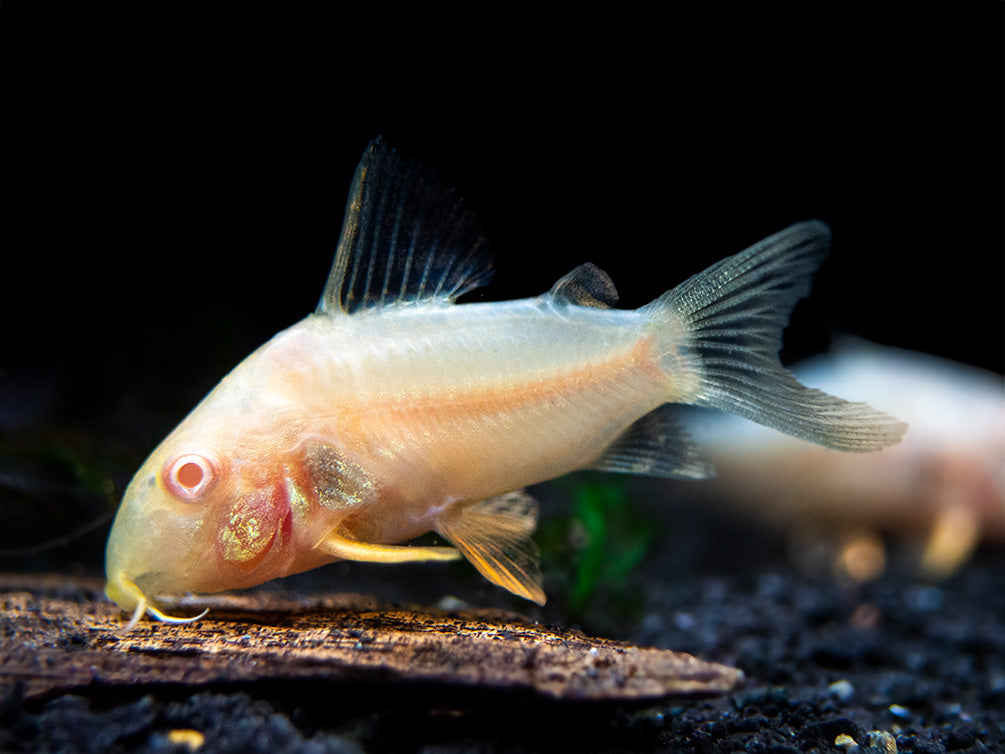Albino Sterba's Cory Catfish (Corydoras sterbai) - Tank-Bred!