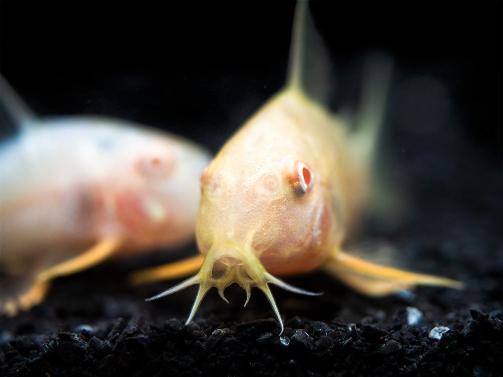 Albino Sterba's Cory Catfish (Corydoras sterbai) - Tank-Bred!