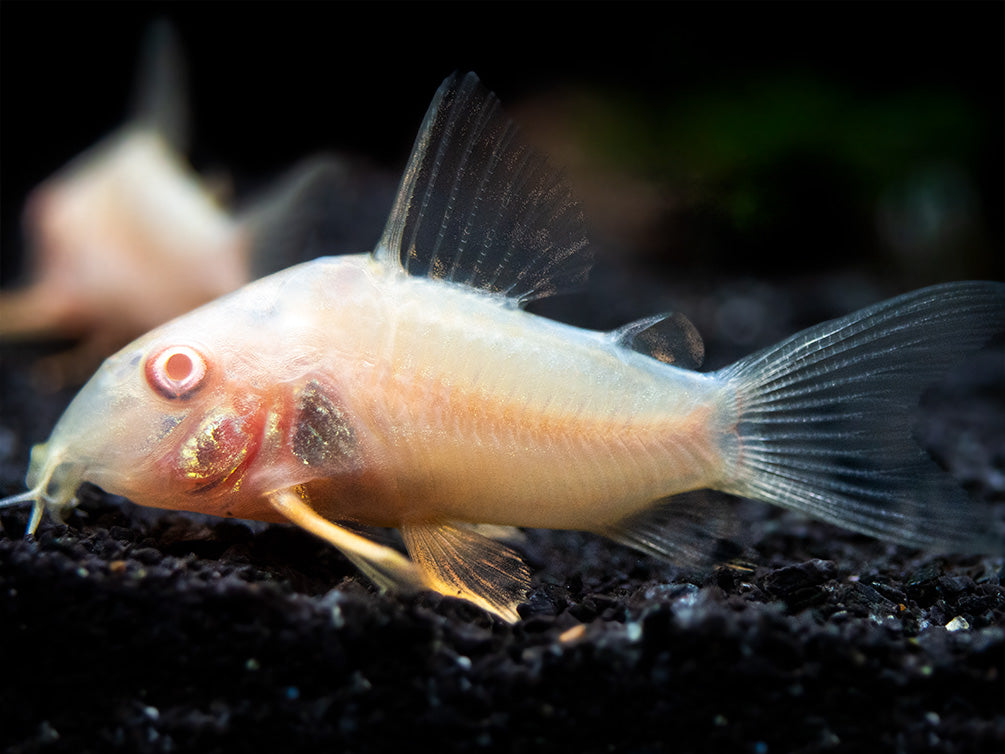 Albino Sterba's Cory Catfish (Corydoras sterbai) - Tank-Bred!