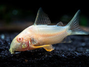 Albino Sterba's Cory Catfish (Corydoras sterbai) - Tank-Bred!