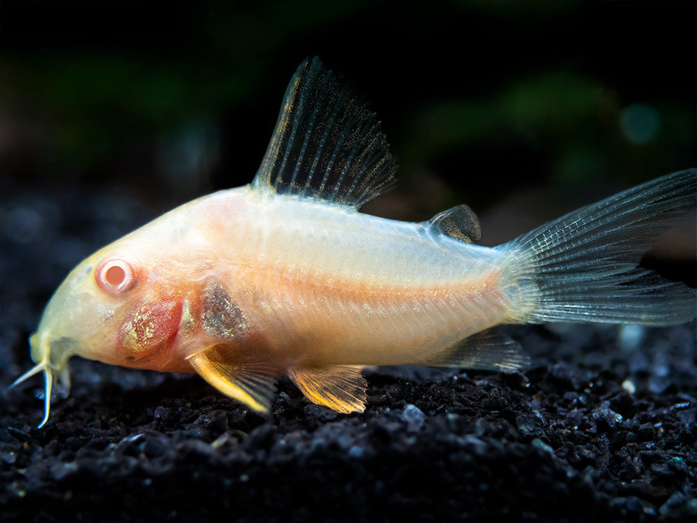 Albino Sterba's Cory Catfish (Corydoras sterbai) - Tank-Bred!
