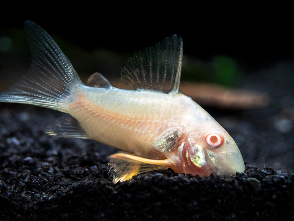 Albino Sterba's Cory Catfish (Corydoras sterbai) - Tank-Bred!