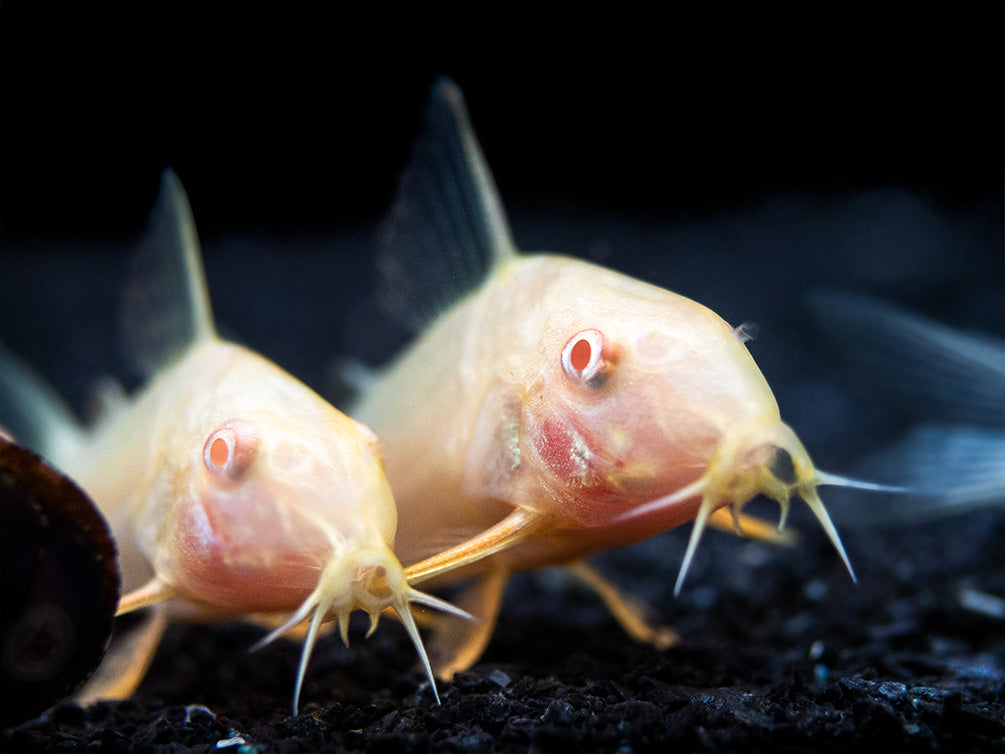 Albino Sterba's Cory Catfish (Corydoras sterbai) - Tank-Bred!