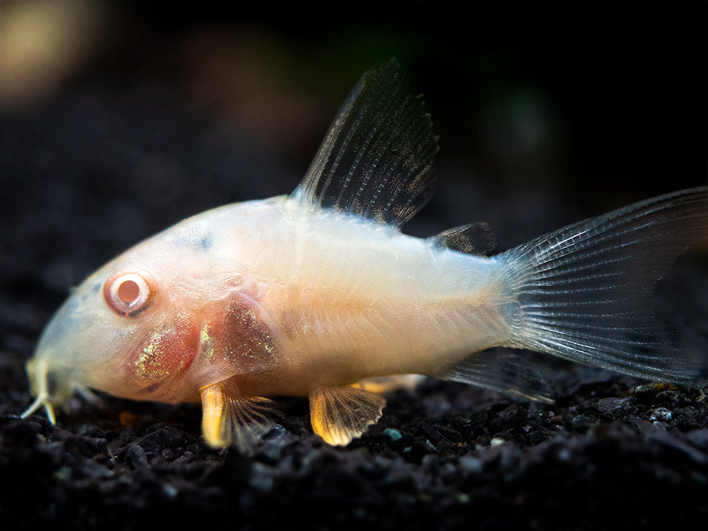Albino Sterba's Cory Catfish (Corydoras sterbai) - Tank-Bred!