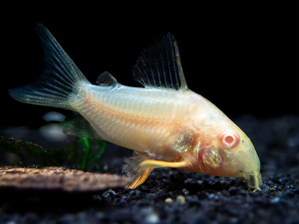 Albino Sterba's Cory Catfish (Corydoras sterbai) - Tank-Bred!