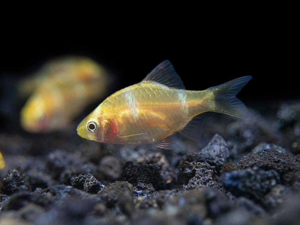 Aquatic Arts Albino Tiger Barb for sale