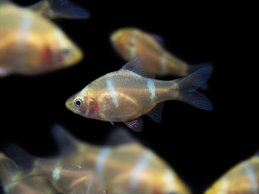 Albino Tiger Barb for sale