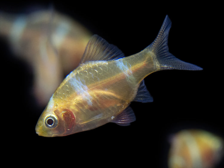 Albino Tiger Barb for sale