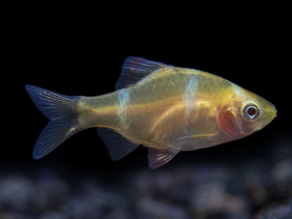 Aquatic Arts Albino Tiger Barb for sale