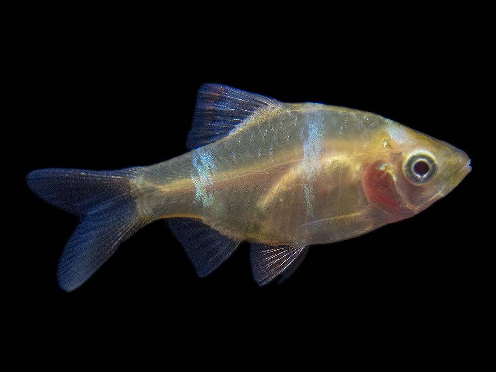 Albino Tiger Barb for sale