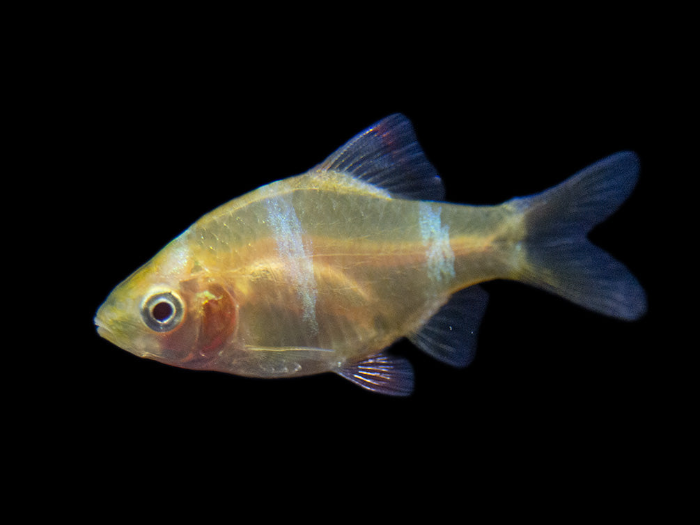 Albino Tiger Barb  for sale