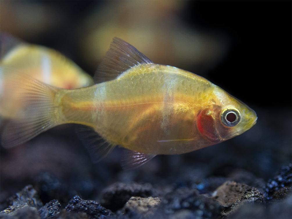 Aquatic Arts Albino Tiger Barb for sale