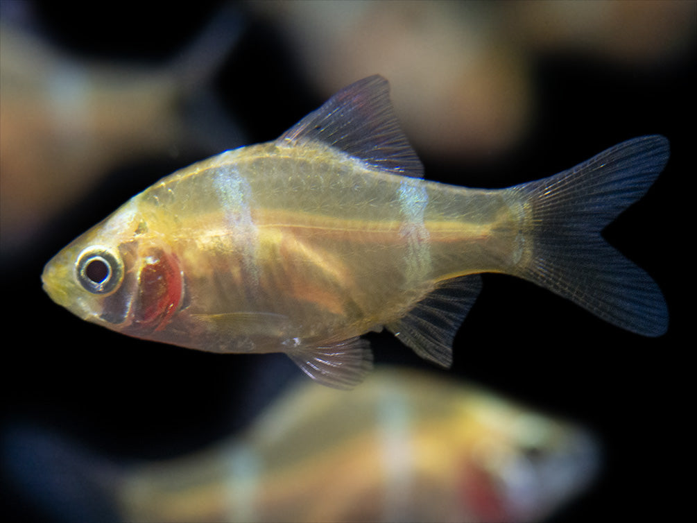 Aquatic Arts Albino Tiger Barb for sale